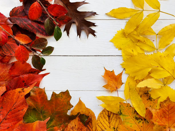 Bright autumn or fall leaves on white wooden table. Top view, mockup, flatlay. Cosmetics product advertising backdrop or background. Empty place to display product packaging. Showcase mockup, template brillantes hojas de otoño o caída sobre mesa de madera blanca. vista superior, maqueta, flatlay. telón de fondo o fondo publicitario de productos cosméticos. lugar vacío para mostrar el embalaje del producto. maqueta de escaparate, plantilla