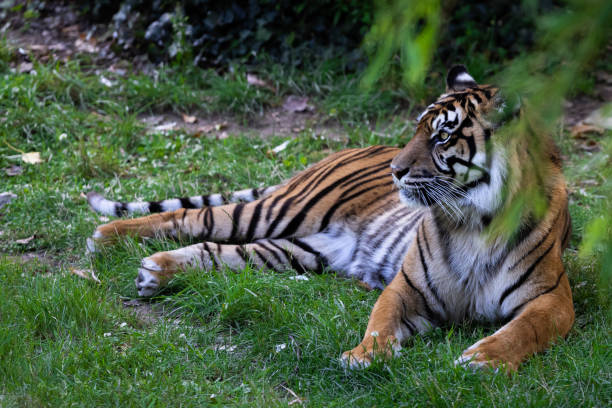 istock Sumatra tiger in the jungle 1330010612