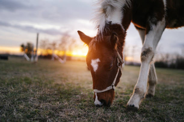 One brown and white colored horse is grazing grass on the pasture at sunset