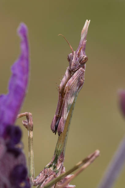 Champ Mantis 180+ Conehead Mantis Fotografías de stock, fotos e imágenes libres de ...