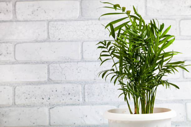 istock Hamedorea. Indoor palm tree. 1330011829