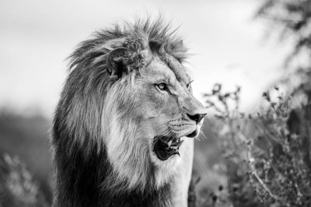 istock A lion rests in the savannah 1330012013