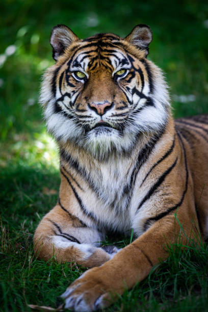 istock Sumatra tiger in the jungle 1330013306