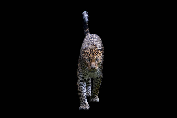 istock Sri Lankan leopard with a black background 1330013459