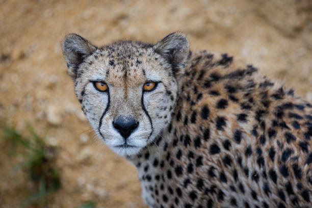 istock Cheetah walking in the savannah 1330013505