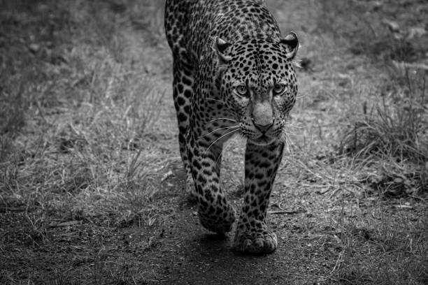istock Sri Lankan leopard in the jungle 1330013584