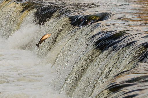 Fish go for spawning upstream. Salmon jumps over waterfall on the Venta River, Kuldiga, Latvia.