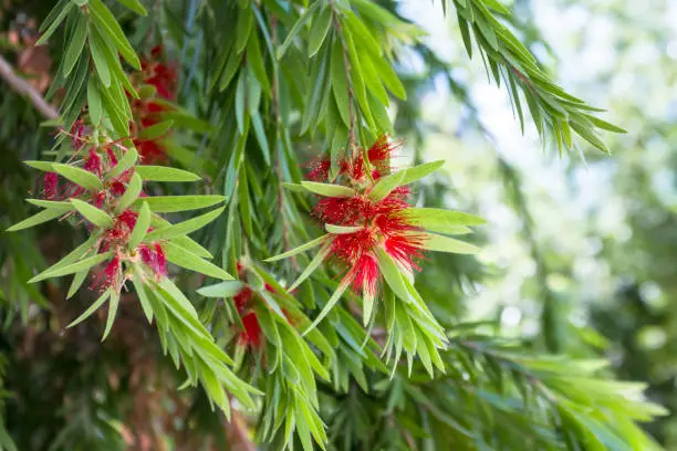 bottle brush red flower tree, (callistemon speciosus)