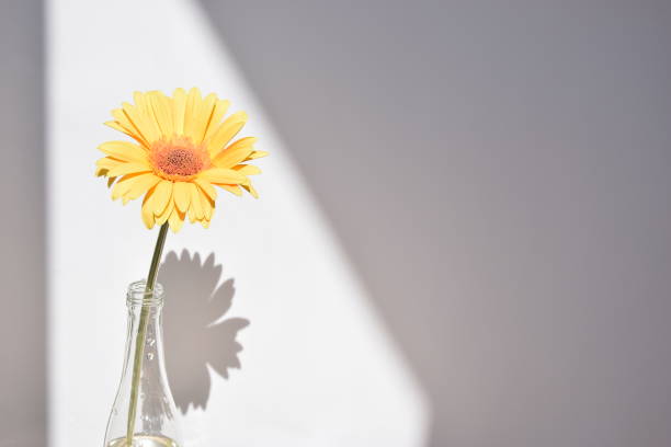 istock a bright flower on a white background with its own shadow 1330016015