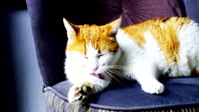 Washing red cat on the armchair.