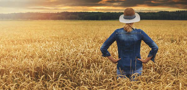 female farmer standing and looking to a golden wheat crop field at sunset. back view copy space