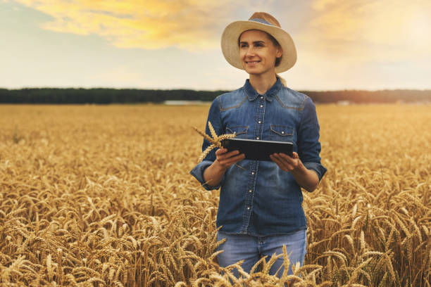 intelligente und moderne landwirtschaft. farmmanagement. landwirtschaftliche betriebe. junge frau erfolgreiche bäuerin, die mit digitalem tablet in den händen auf dem getreidefeld steht - bäuerin stock-fotos und bilder