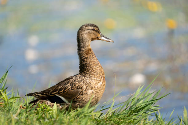 istock Beautiful female duck. 1330017420