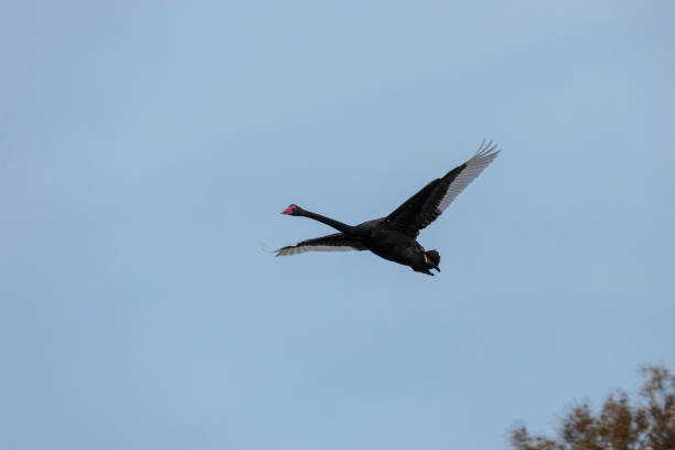Black swans on the river bank at in the winter day