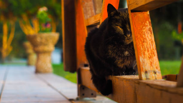 czarny kot na barierce - leopard horizontal snout fur zdjęcia i obrazy z banku zdjęć