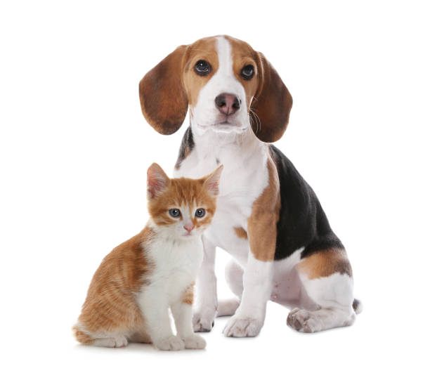 istock Adorable little kitten and puppy on white background 1330021312