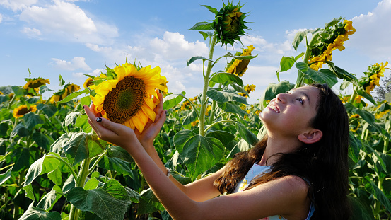 sunflower, sky, meditatating, blue sky, field, sunset, happy