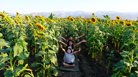 sunflower, sky, meditatating, blue sky, field, sunset, happy, meditating