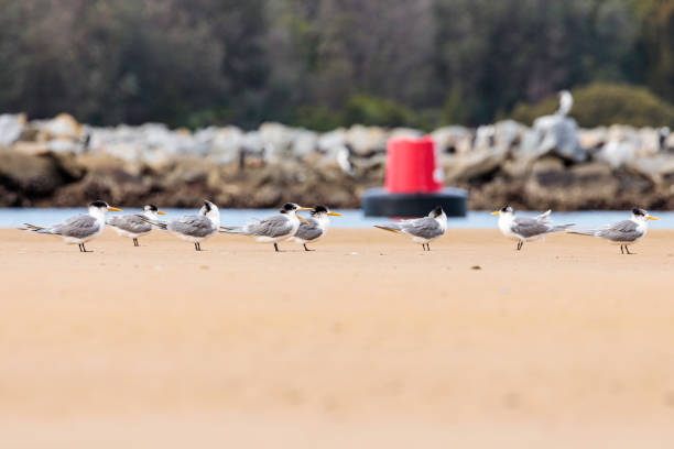 Crested Terns on a sand bar, Moruya River, NSW, July 2021