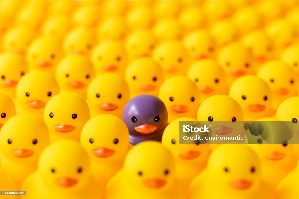 Large group of yellow rubber ducks in formal rows with one different individual duck which is standing out from the crowd being purple in color. Concept image relating to standing out from the crowd, different, thinking outside the box, individuality, special, against the grain, etc. Individuality Stock Photo