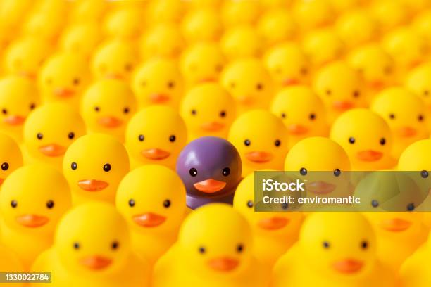 Large Group Of Yellow Rubber Ducks In Formal Rows With One Different Individual Duck Which Is Standing Out From The Crowd Being Purple In Color Stock Photo - Download Image Now