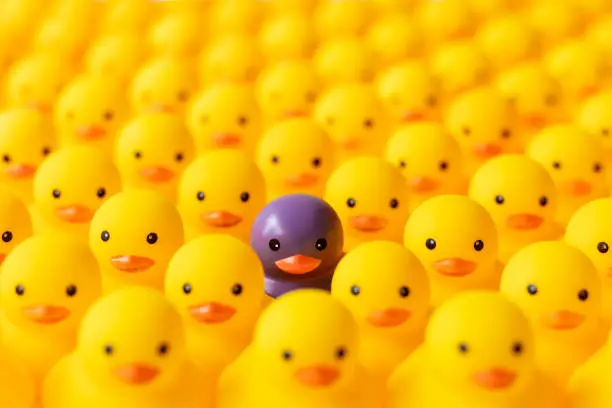Photo of Large group of yellow rubber ducks in formal rows with one different individual duck which is standing out from the crowd being purple in color.