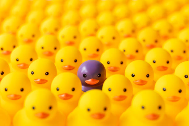 duża grupa żółtych kaczek gumowych w formalnych rzędach z jedną inną indywidualną kaczką, która wyróżnia się z tłumu w kolorze fioletowym. - kontrast zdjęcia i obrazy z banku zdjęć