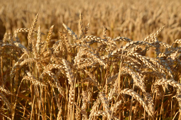 istock ripe wheat ears in sunlight close up 1330023036