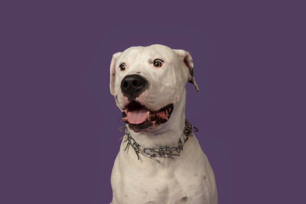 Portrait of a white dogo argentino dog looking at the camera seen from the front on a purple background Portrait of a white dogo argentino dog looking at the camera seen from the front on a purple background , Close up dogo argentino stock pictures, royalty-free photos & images