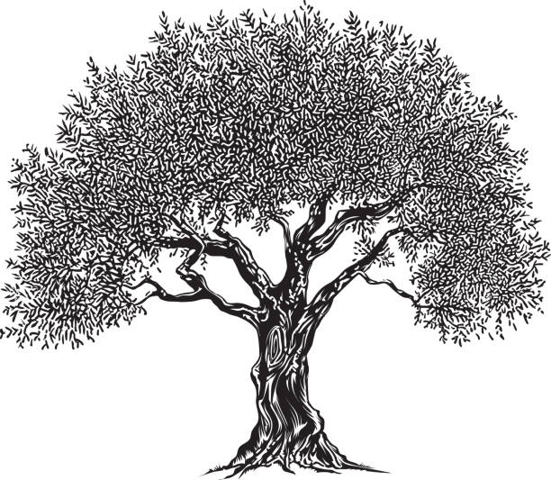 Olive Tree Olive tree black white illustration, vector Olive Tree stock illustrations