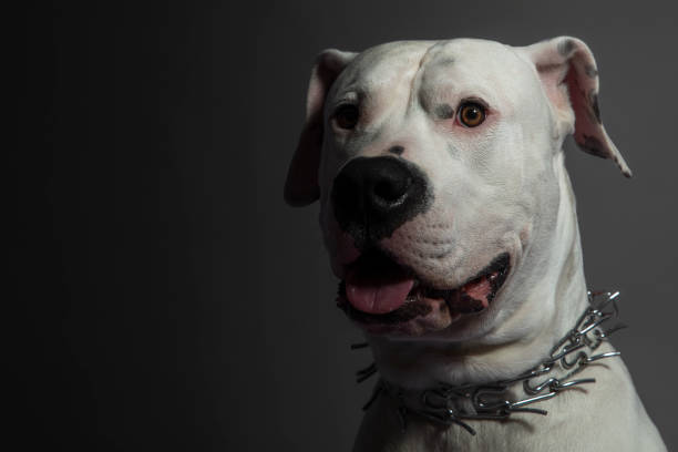 istock dogo argentino dog dark background looking at camera 1330026239