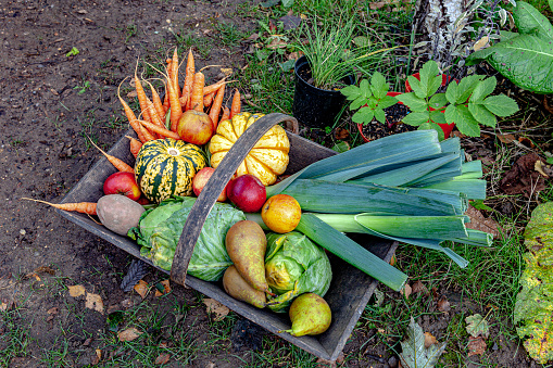 Organic Vegetables and Fruit in Wooden Basket, Urban Garden, London, UK