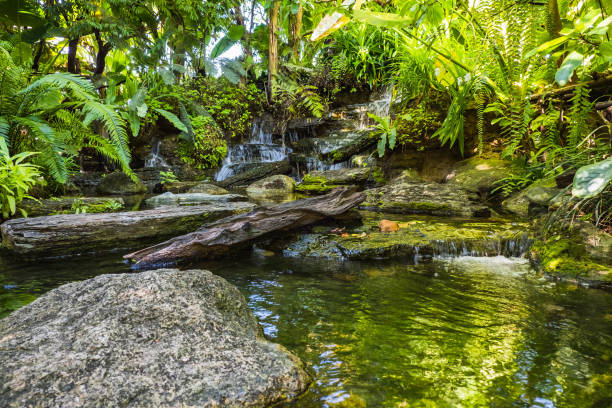 waterfall in tropical garden during spring season.  beautiful landscaping with beautiful plants