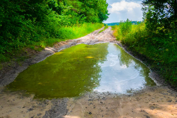 Big muddy puddle on the forest road. Rainy weather.