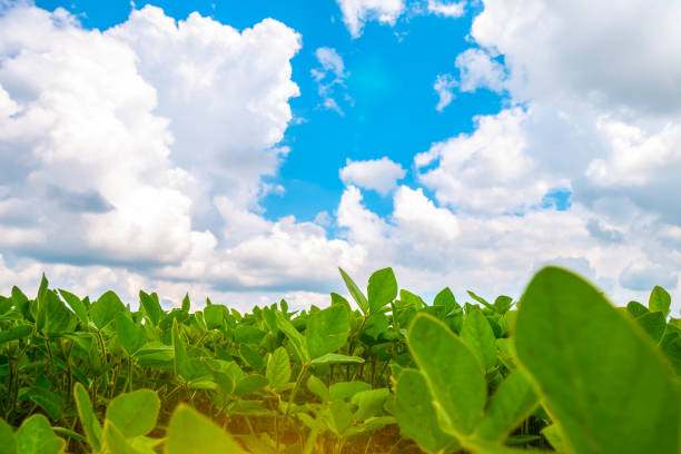 istock Endless field with soybeans. Eco friendly agriculture modern ideas. Harvesting. Soya bean sprout growing on an industrial scale. Summer landscape, Wallpaper with the blue sky. 1330029159