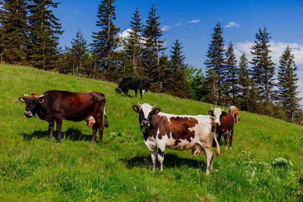 istock Herd of cows grazing on a mountainside 1330031882