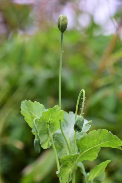 botões de papoula fechados verdes contra um fundo verde desfocado - poppy bud - fotografias e filmes do acervo