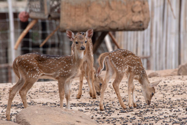 istock Three young deer standing on the brown ground. 1330033143