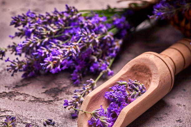 istock Lavender flowers on a gray concrete background 1330033158