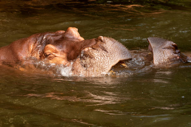 istock Two hippos fighting in the river. 1330033258