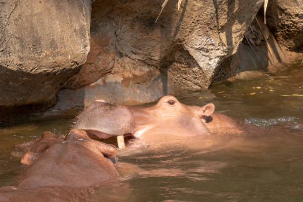 istock Two hippos fighting in the river. 1330033271