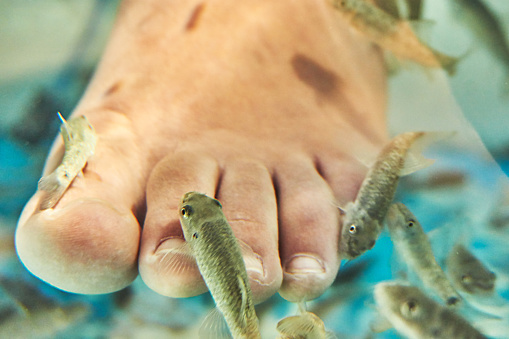 Foot care with nibble fish