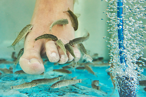 Foot care with nibble fish