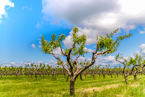Nectarine garden in springtime, blue sky and clouds, copy space.  The photo is taken at agricultural field near Lovech, Bulgaria with Sony A7 SIII camera.