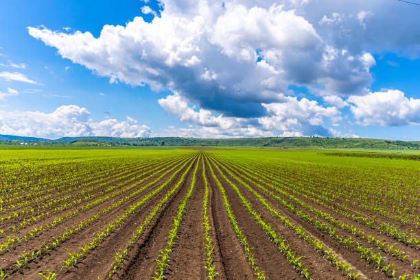 istock Green corn maize field in early stage, hundreds of rows 1330034545