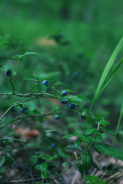 istock Wild blueberries in the forest 1330035719