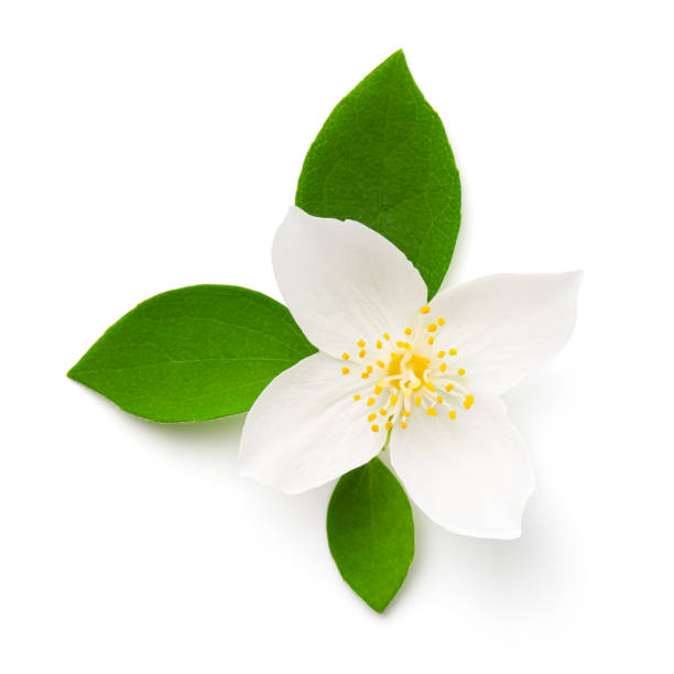 istock Jasmine Flower With Green Leaves White Isolated 1330036046