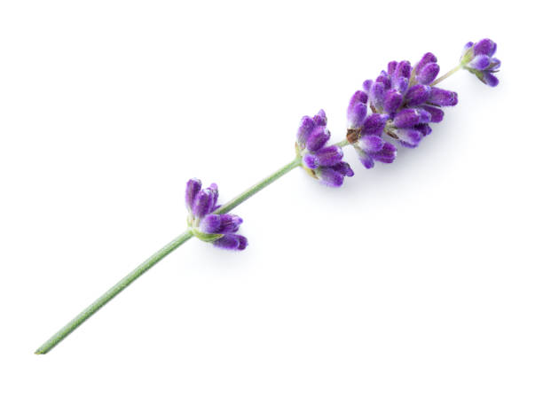 istock Lavender Flower Isolated On White Background 1330036088