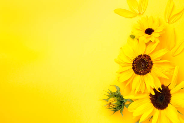 istock Yellow Paper Background With Sunflowers Copy Space 1330036192