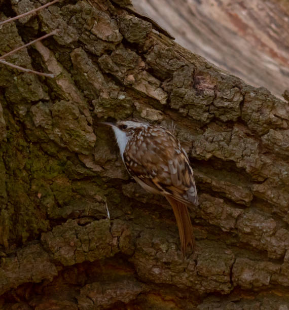 pájaro treecreeper - agateador americano fotos fotografías e imágenes de stock